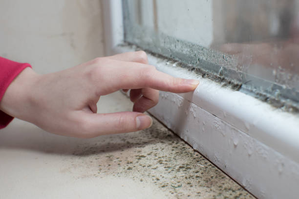 Best Real Estate Mold Inspection  in Mokena, IL