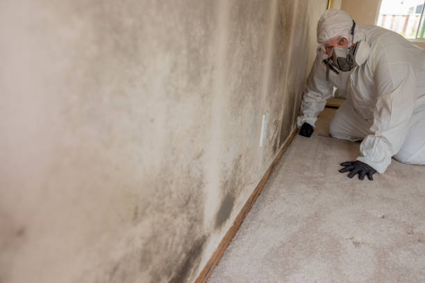 Professional Mold Removal in Mokena, IL